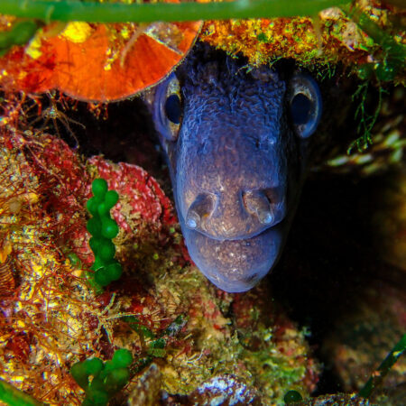 wwf---mostra-fotografica--mediterraneo--un-mare-da-scoprire----immagini-wwf---mostra-fotografica--mediterraneo--un-mare-da-scoprire----immagini_(3).jpg