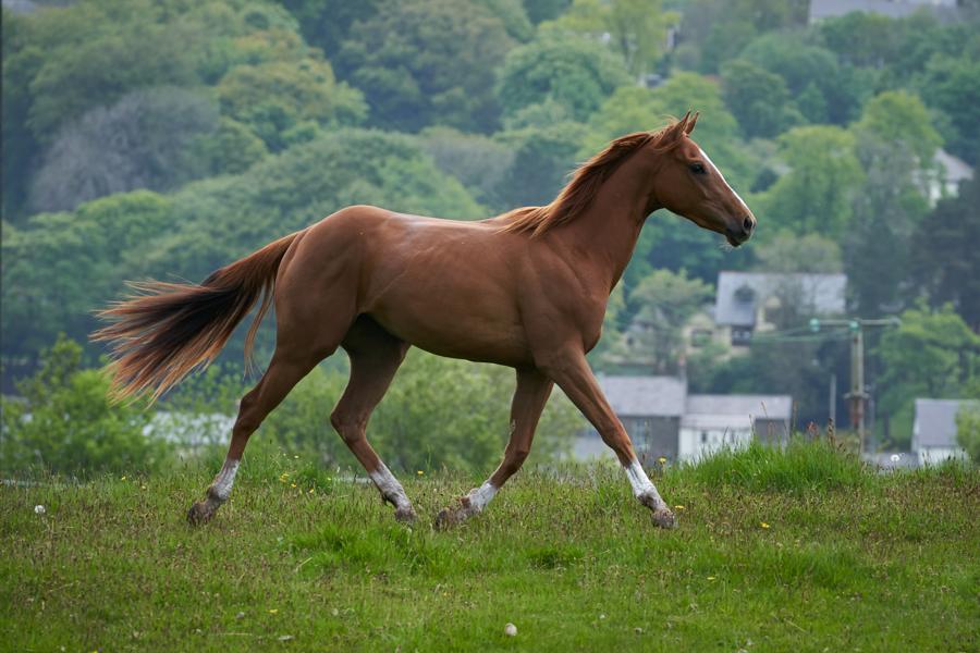 film-dream-horse-Dream-horse-02311.jpg