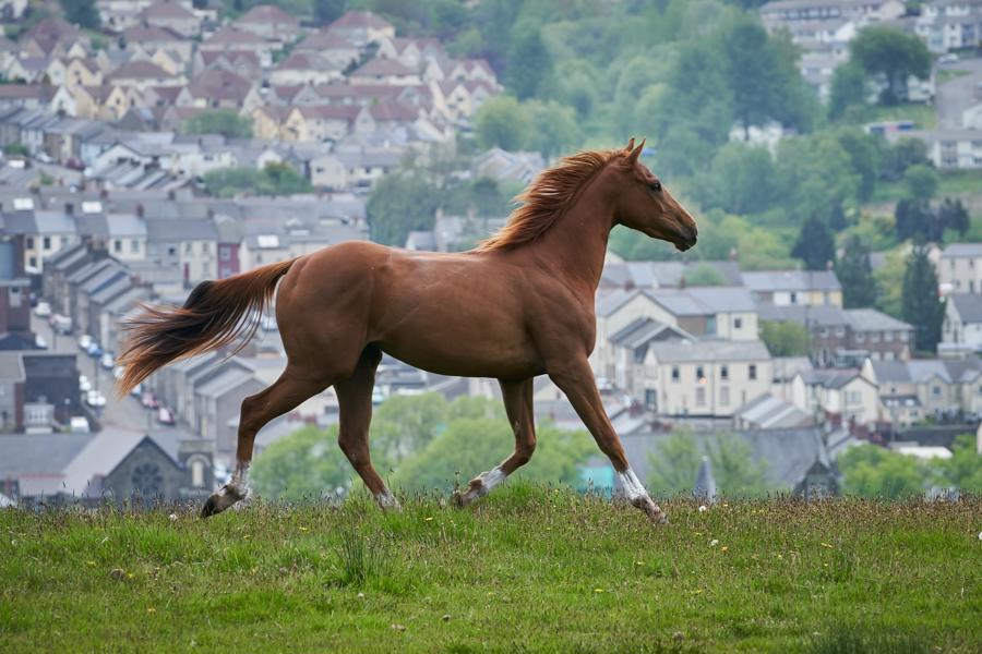 film-dream-horse-Dream-horse-02326.jpg