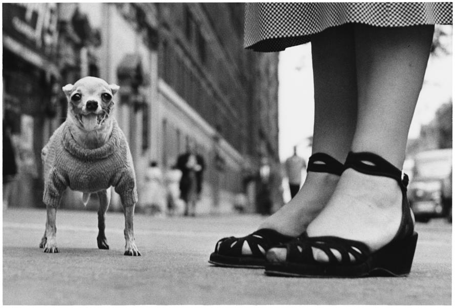 mostra-ancona----senigallia---icons-di-elliott-erwitt---immagini-USA._New_York_City._1946._©Elliott_Erwitt.jpg