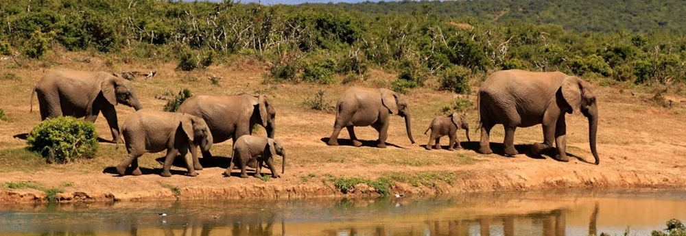 Safari Tanzania, quali luoghi scegliere e come organizzarlo